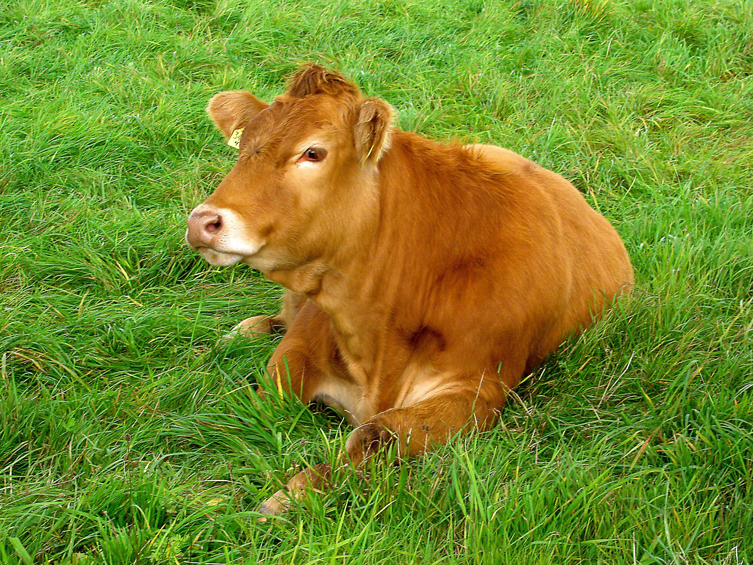 Brown calf resting in grass