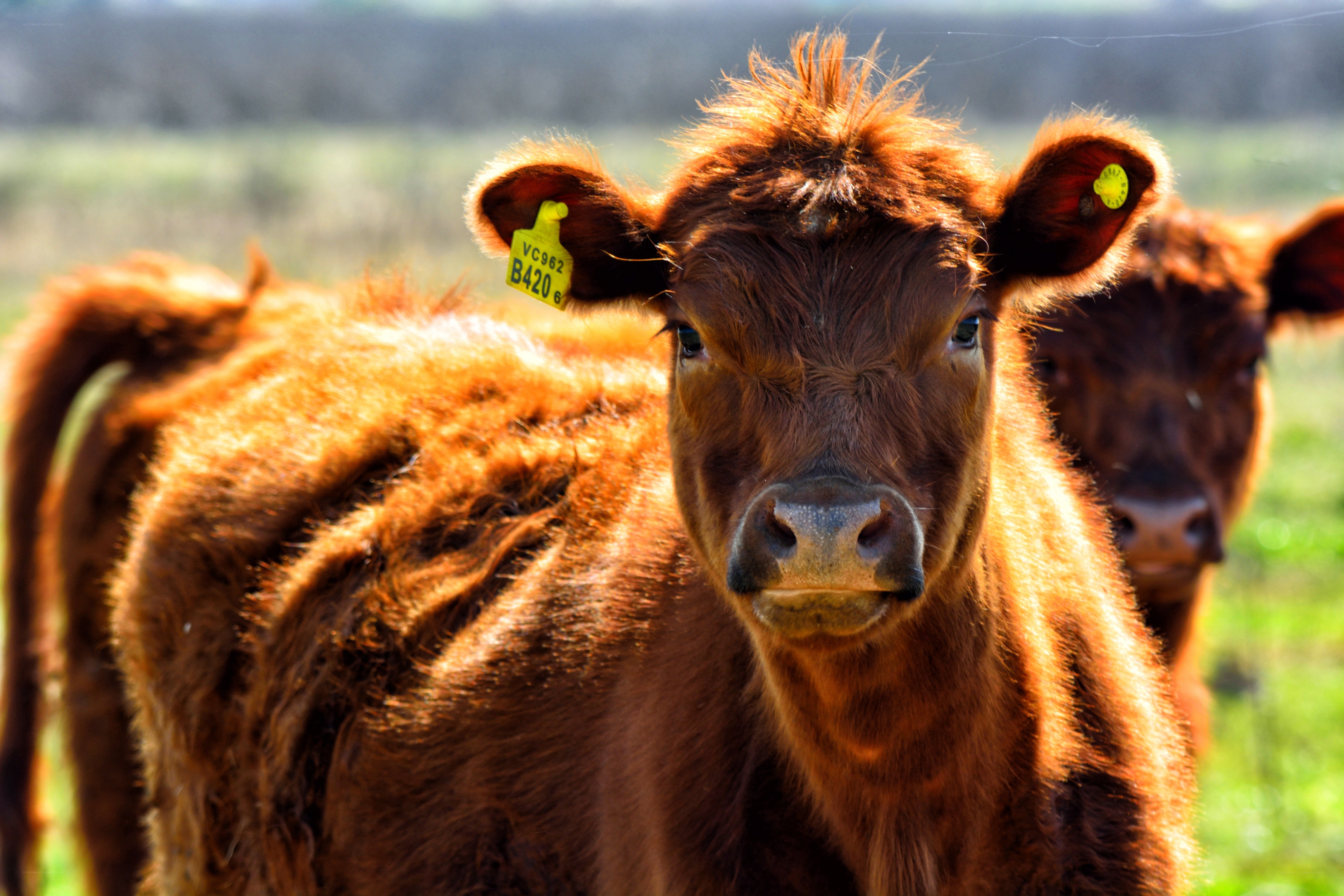 Brown calf with ear tag