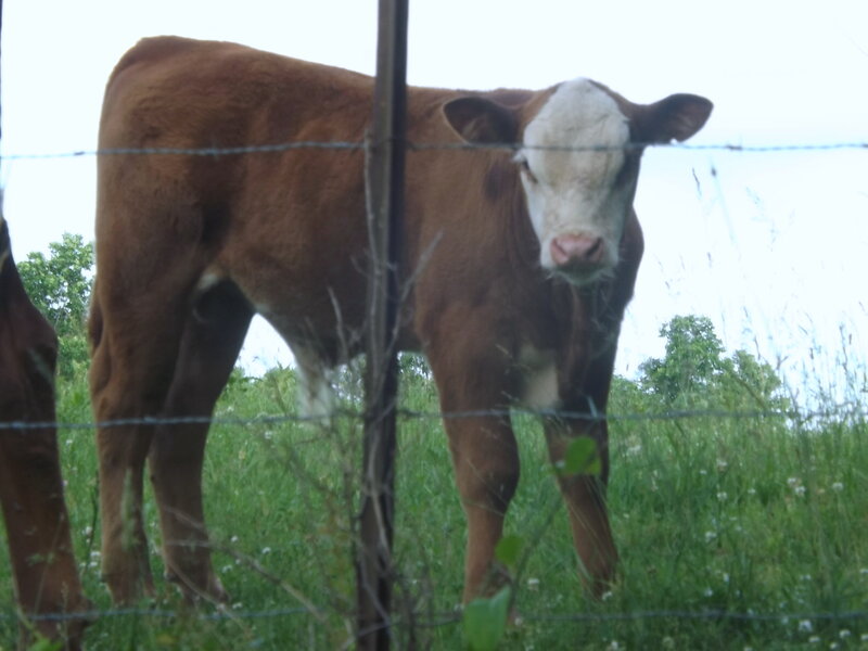 Brown Calf with White Face