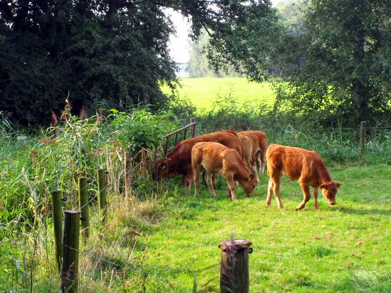 Brown Calves Grazing