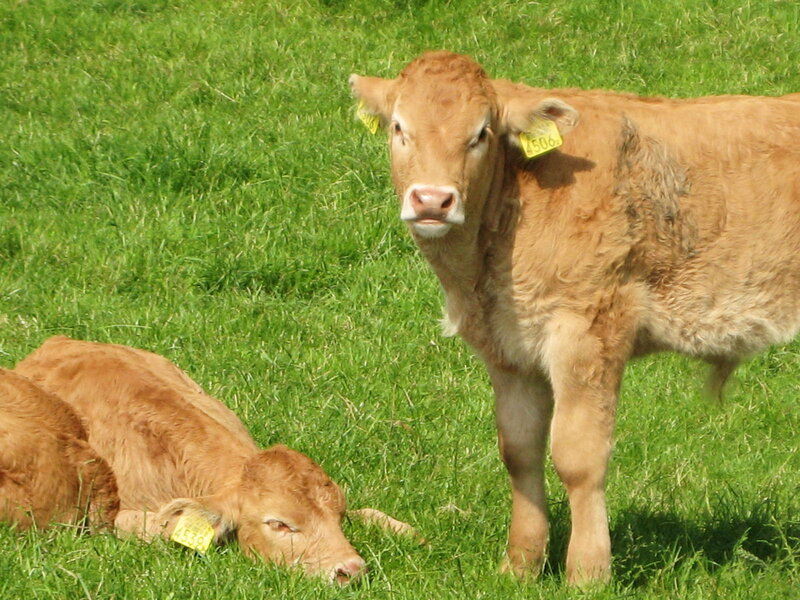 Brown Calves in Field