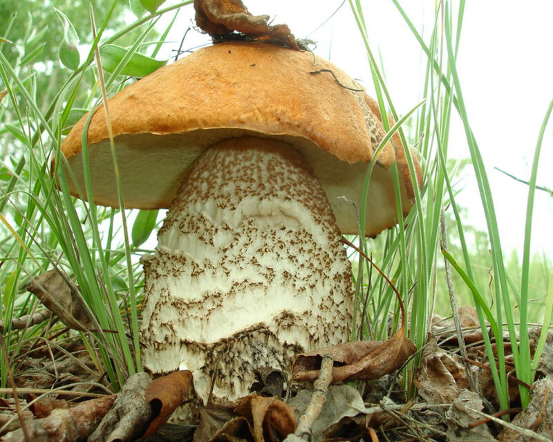 Brown-capped Mushroom — Brown