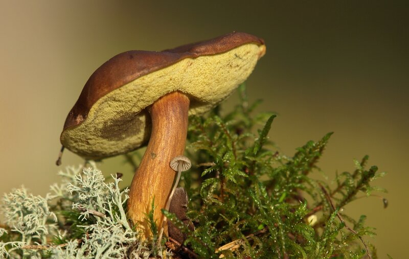 Brown-capped Mushroom — Green