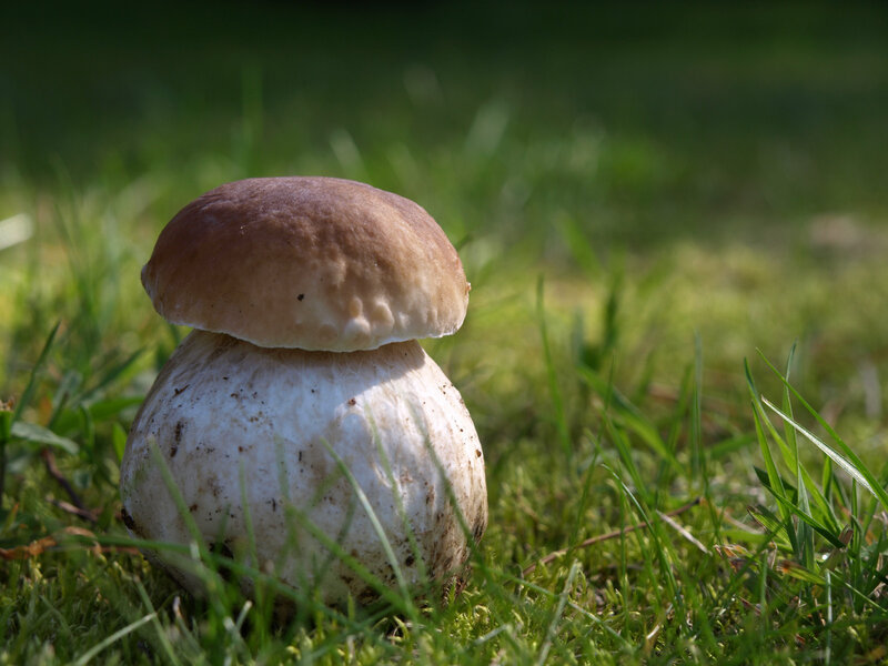 Brown-capped Mushroom