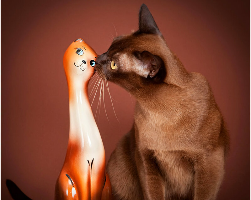Brown Cat and Ceramic Figurine