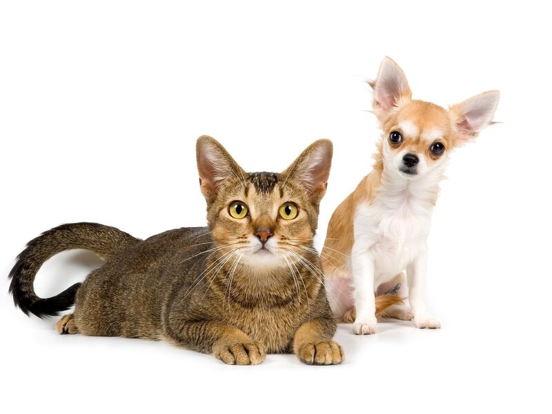 Brown Cat and Chihuahua — Neutral