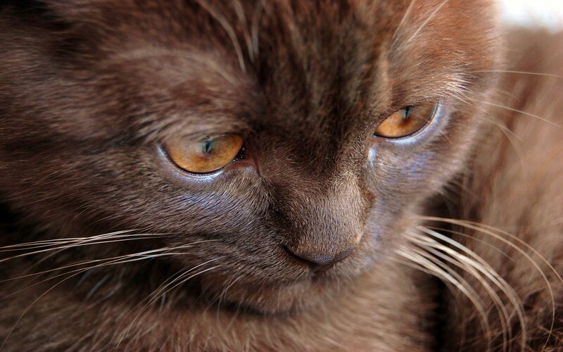 Brown Cat Close-up