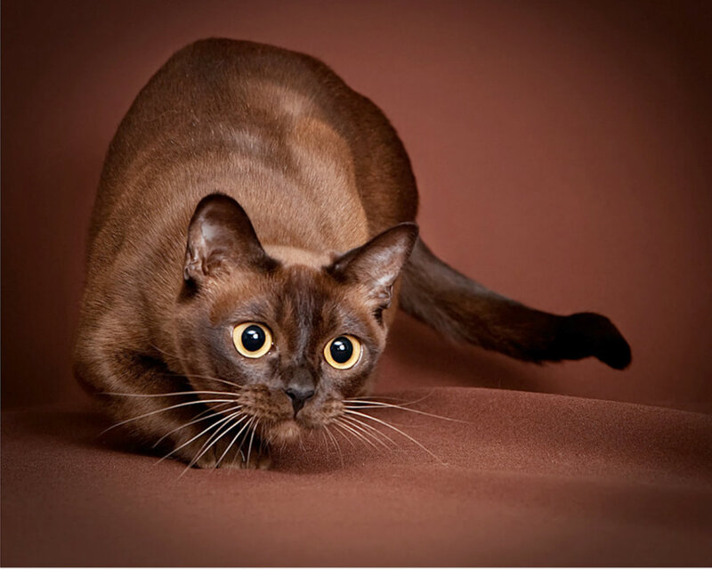 Brown Cat Crouching