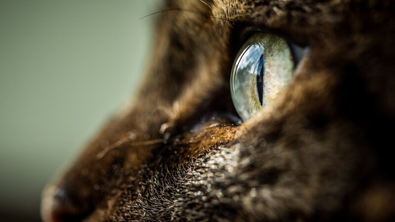 Brown Cat Eye