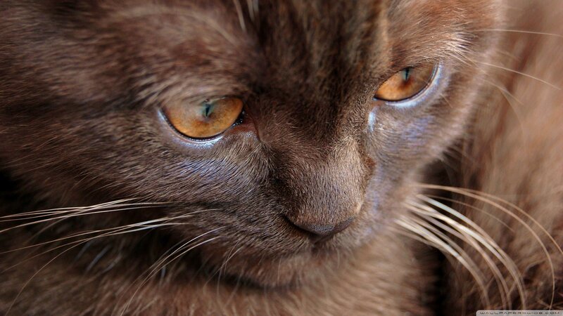 Brown Cat Face — Calm, Photograph, Eyes