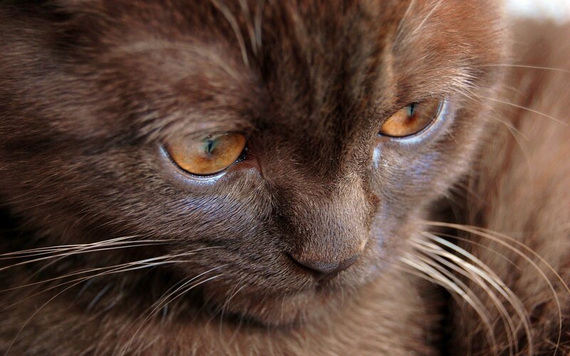 Brown Cat Face — Calm, Photograph