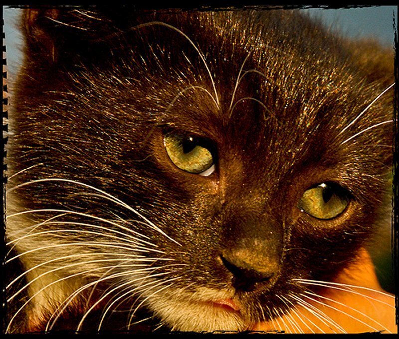 Brown Cat Face