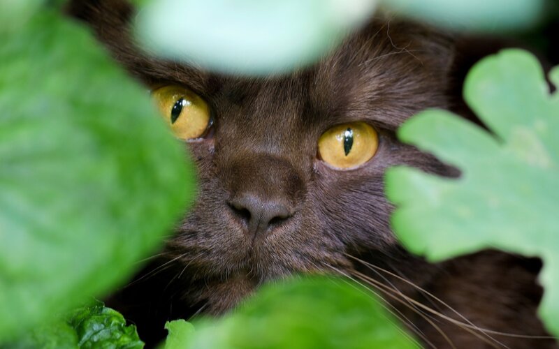 Brown Cat Hiding