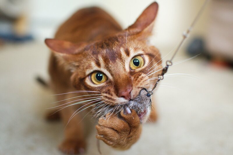 Brown Cat Holding Toy Mouse
