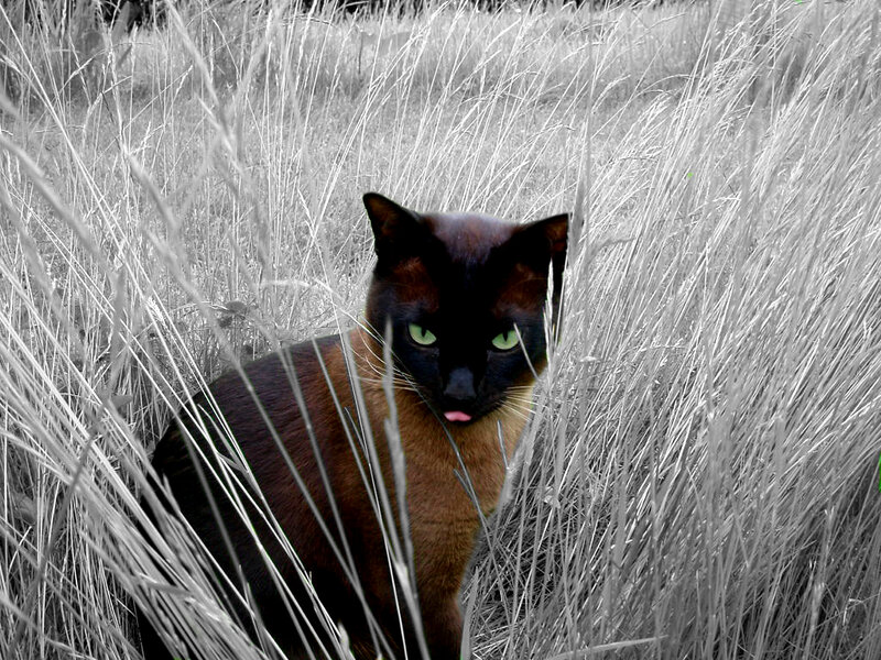 Brown Cat in Grass — Black