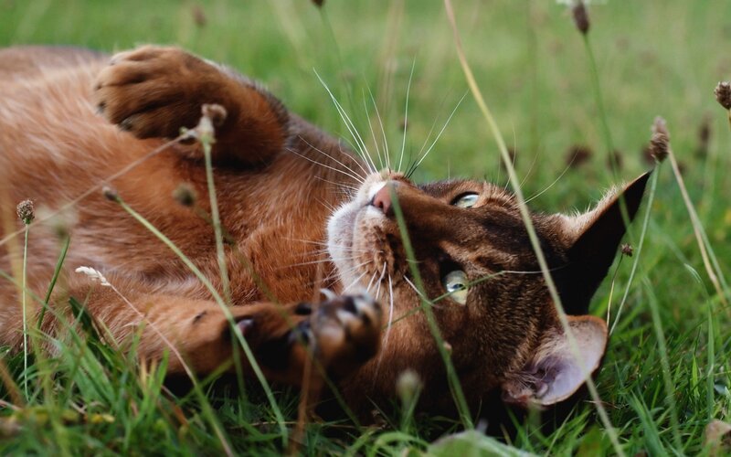 Brown Cat in Grass