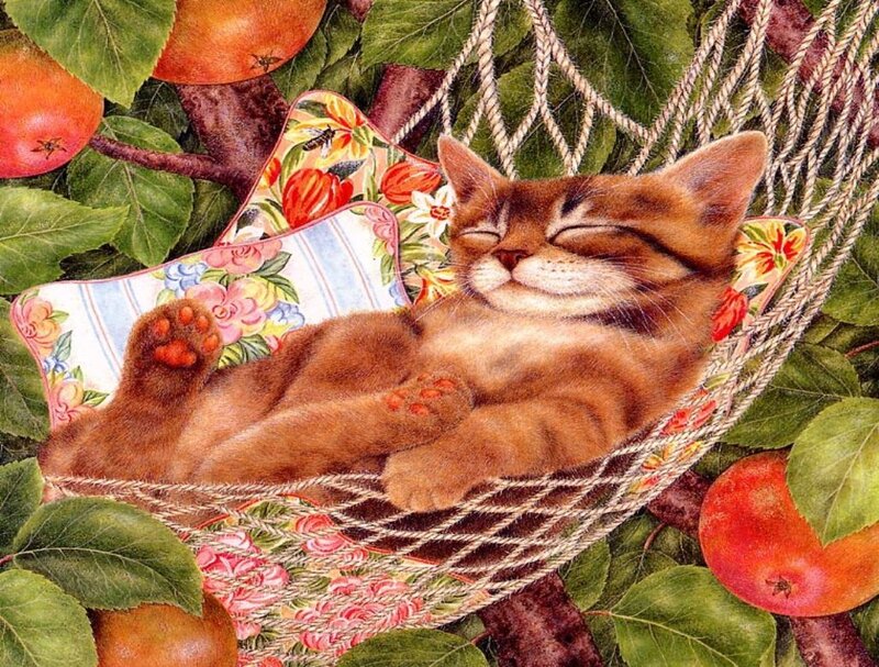 Brown Cat in Hammock