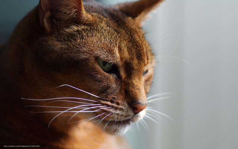 Brown Cat in Profile — Calm
