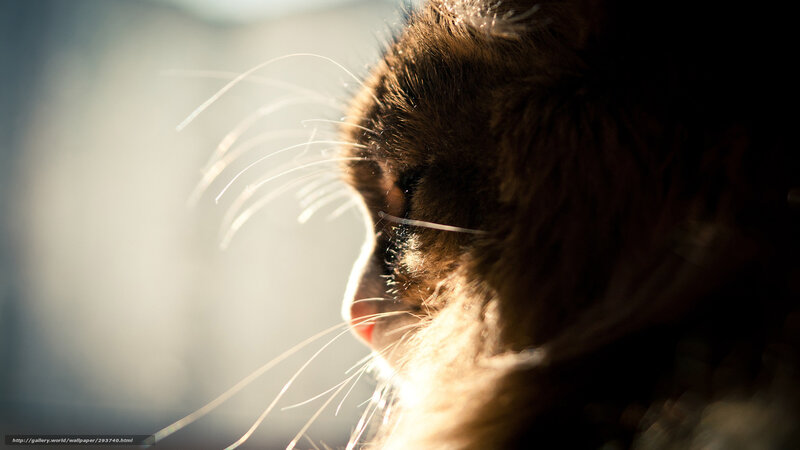 Brown Cat in Profile — Serene