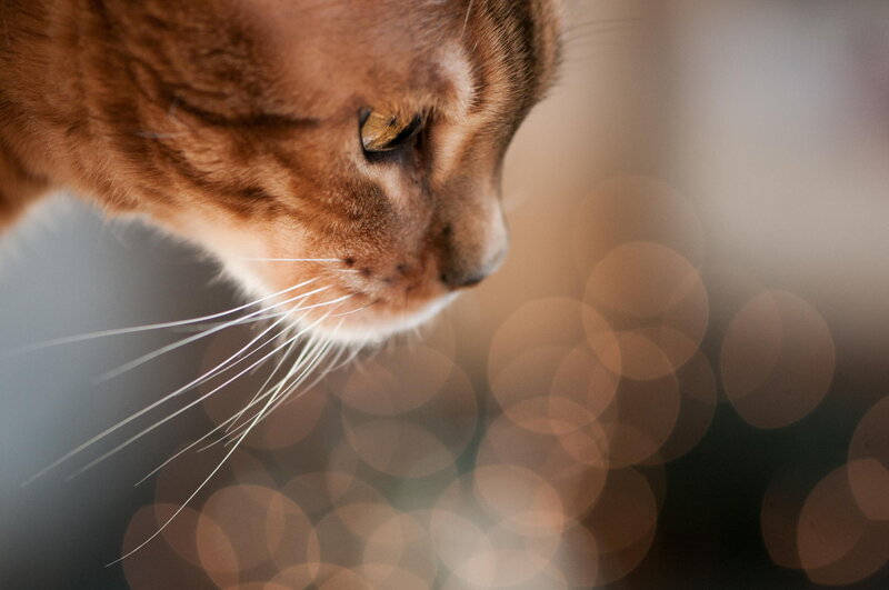 Brown Cat in Profile