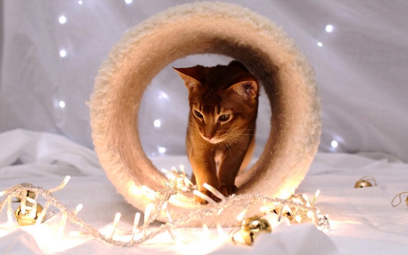 Brown Cat in Ring