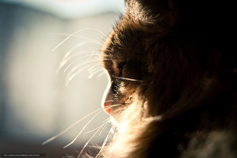 Brown Cat in Sunlight — Serene, Sunset