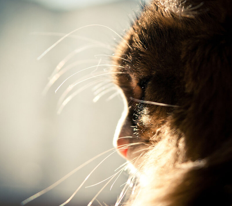 Brown Cat in Sunlight