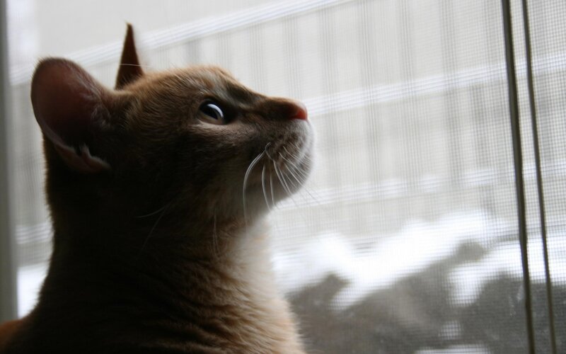 Brown Cat Looking Up