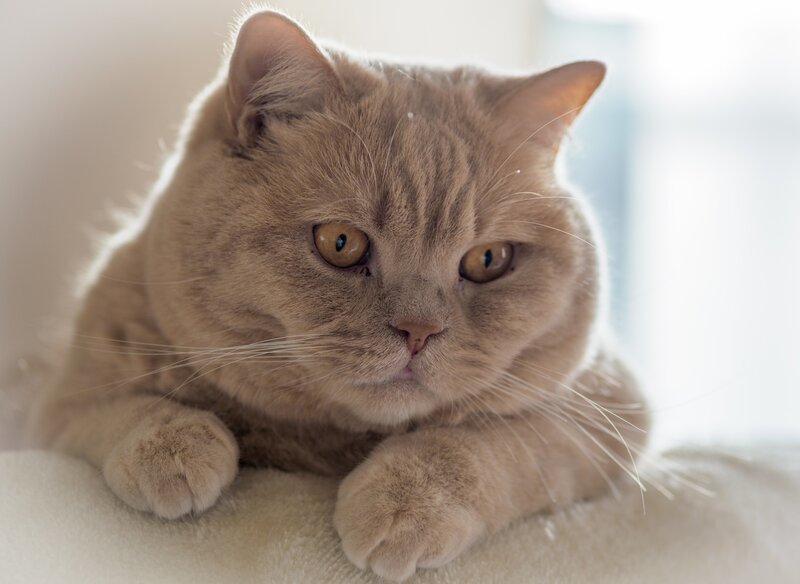 Brown Cat Lying Down — Calm, Photograph
