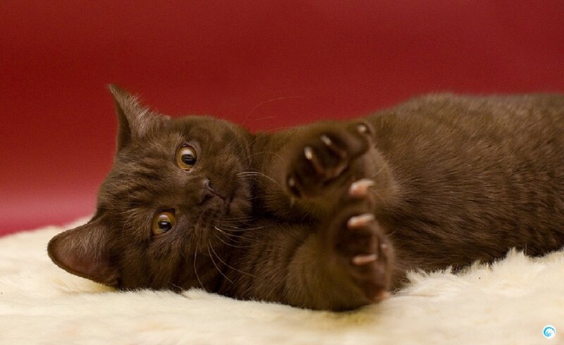 Brown Cat Lying Down — Playful