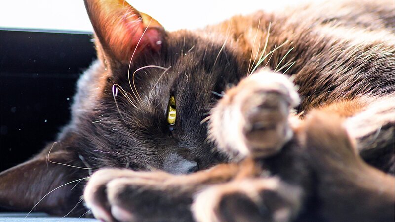 Brown Cat Lying Down — Relaxed, Photograph