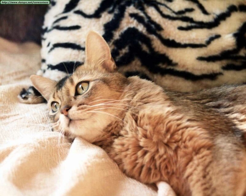 Brown Cat Lying Down
