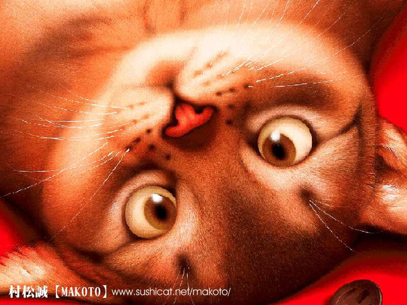 Brown Cat Lying on Back