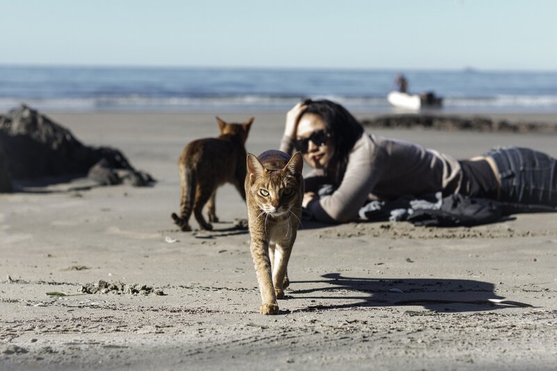 Brown Cat on Beach