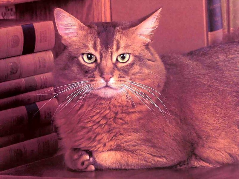Brown Cat on Bookshelf
