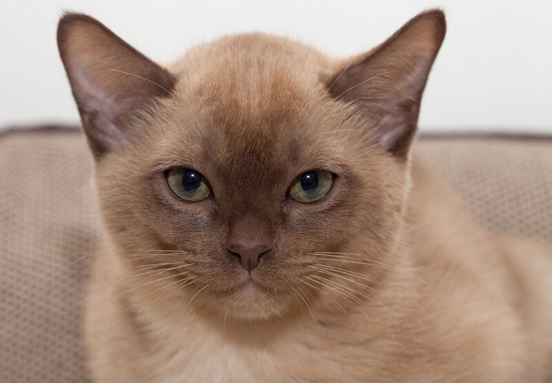 Brown Cat on Couch — Calm, Photograph