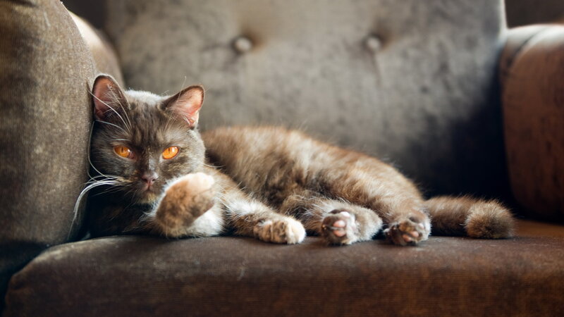 Brown Cat on Couch