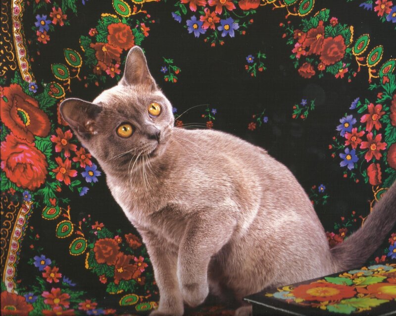 Brown Cat on Floral Fabric