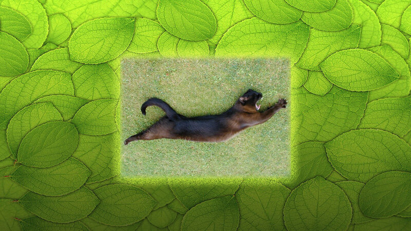 Brown Cat on Grass