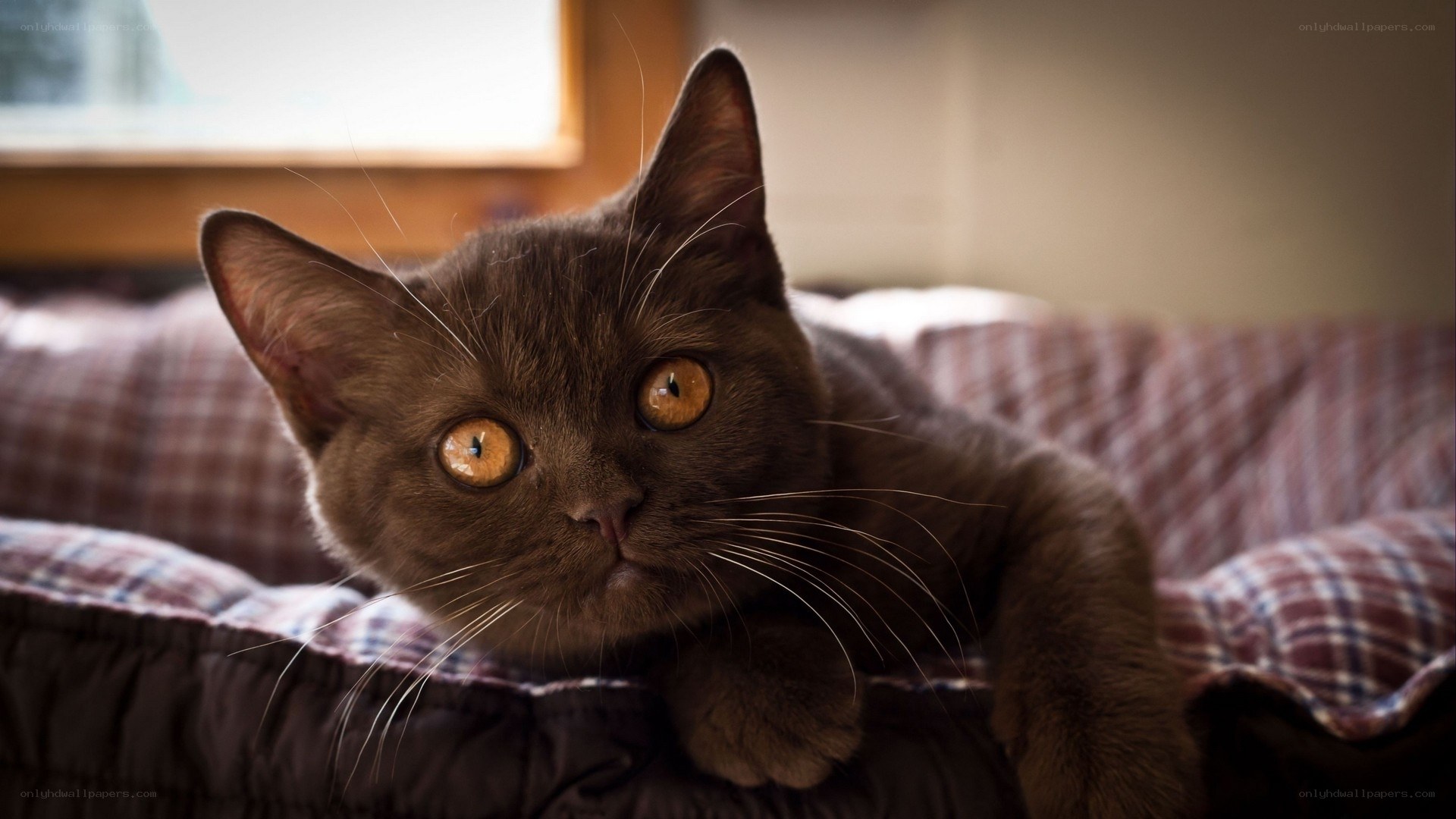 brown cat on plaid blanket