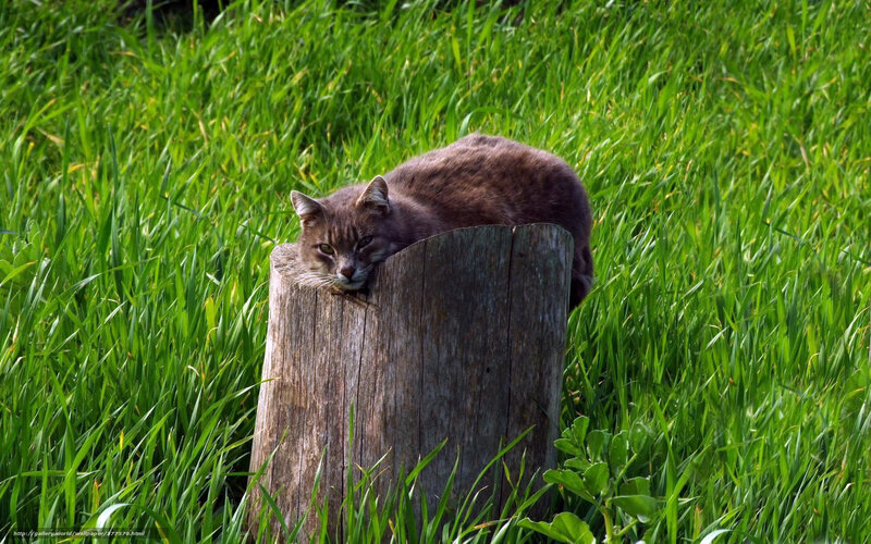 Brown Cat on Stump