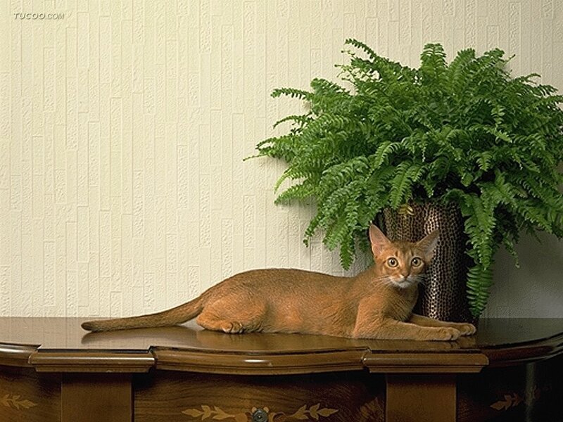 Brown Cat on Table