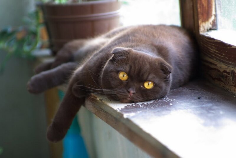 brown cat on windowsill