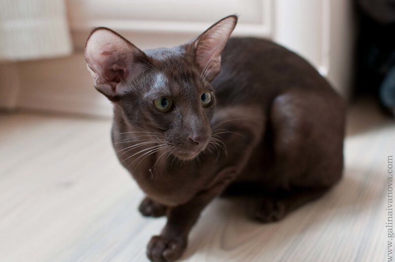 brown cat on wooden floor