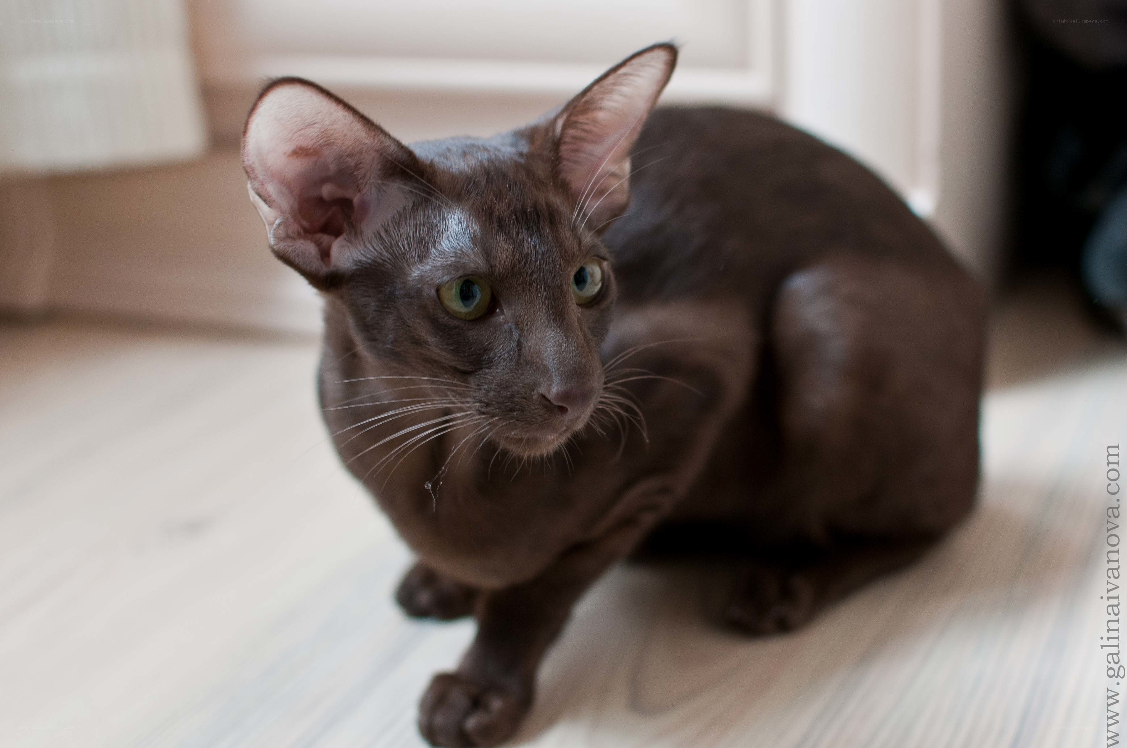 brown cat on wooden floor