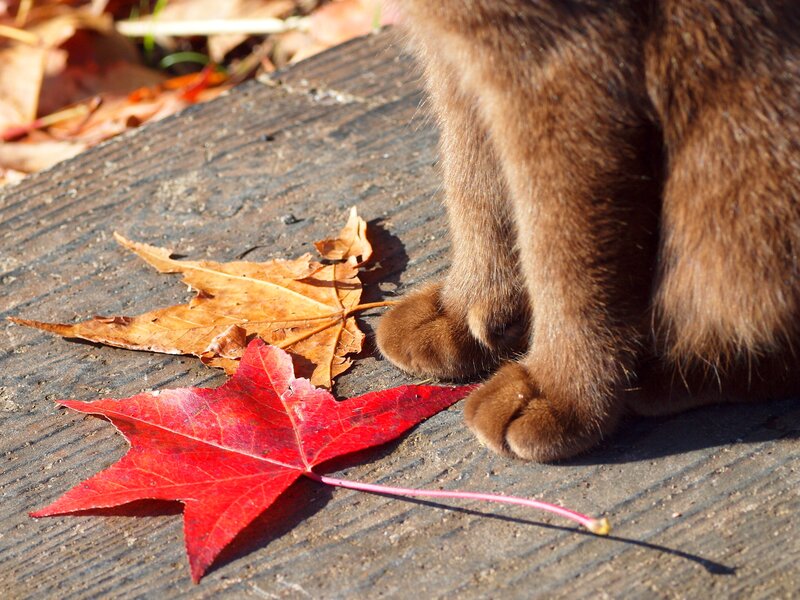 Brown Cat Paws