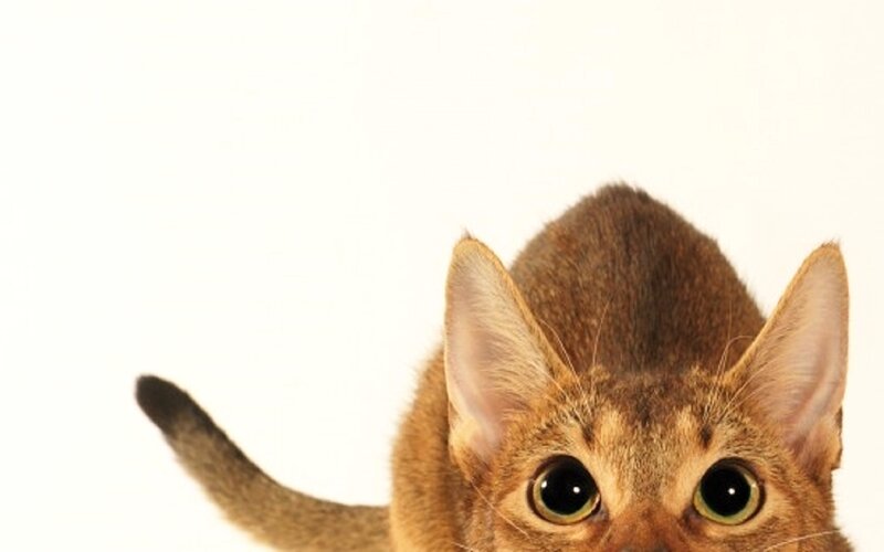 Brown Cat Peeking — Curious