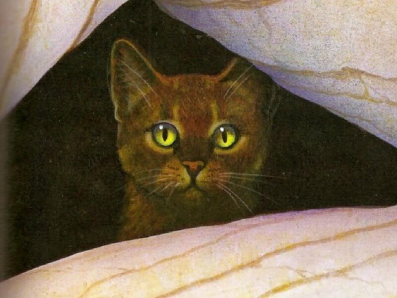 Brown Cat Peeking Out