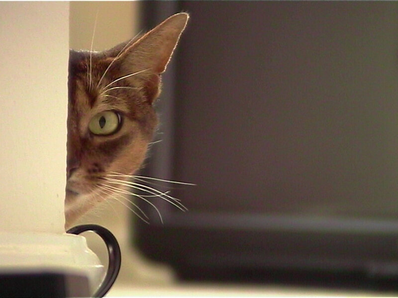Brown Cat Peeking