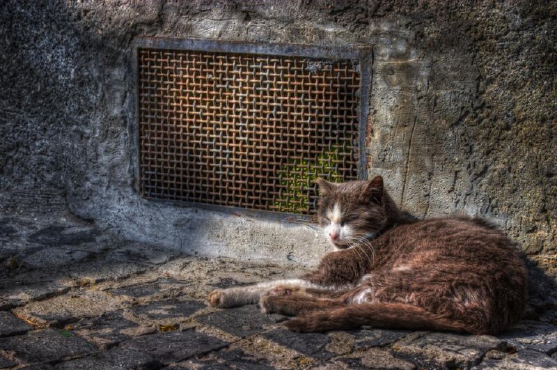 Brown Cat Resting